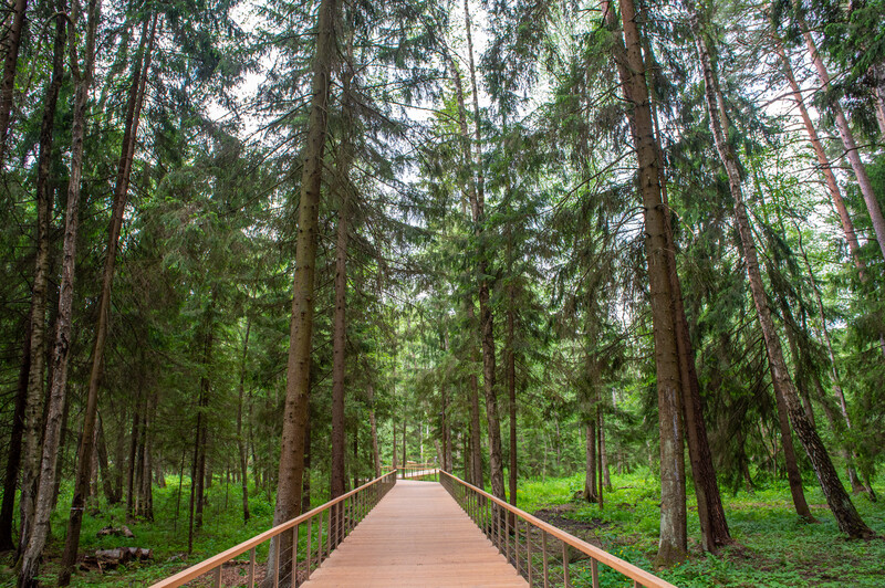 Масловский лес