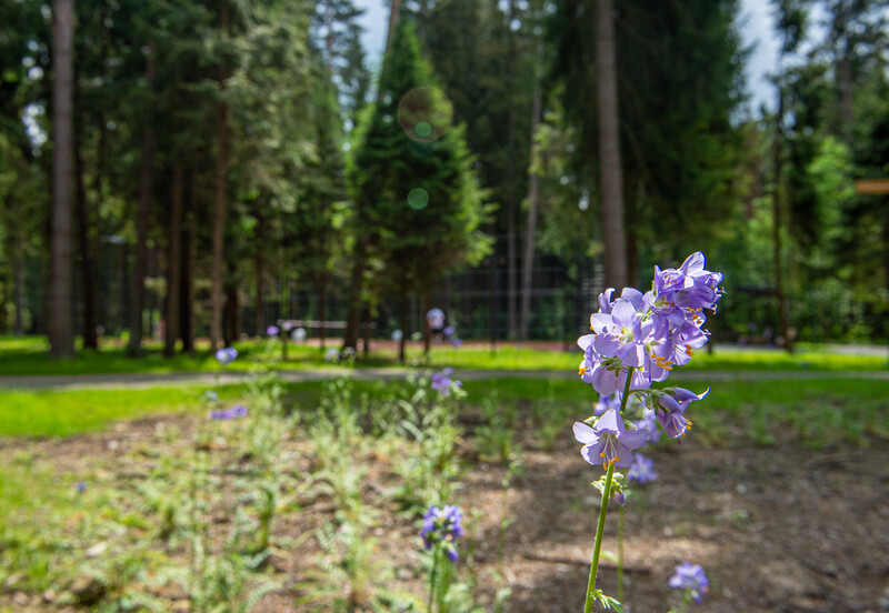 Масловский лес