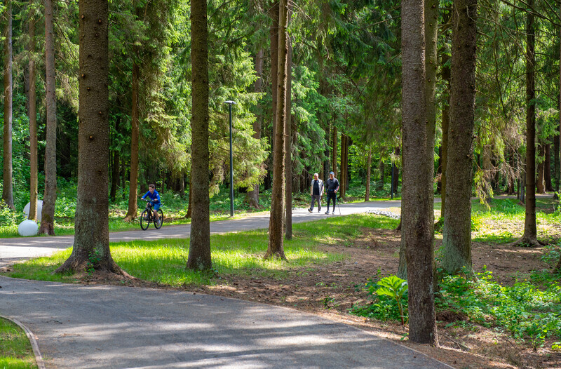 Масловский лес