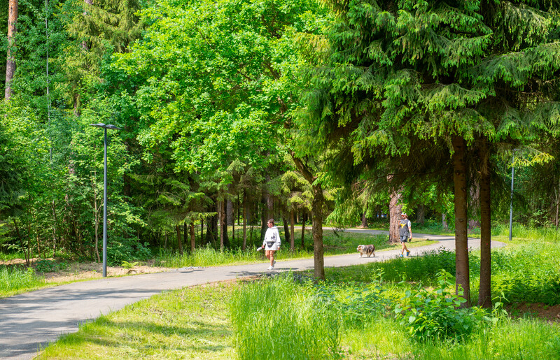 Масловский лес