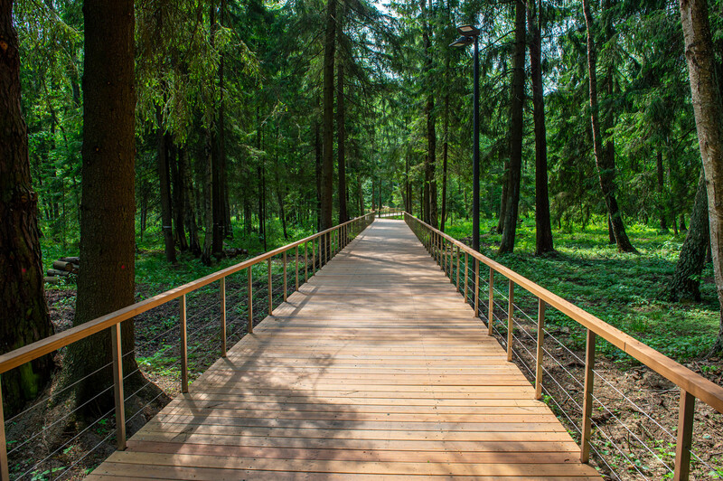 Масловский лес