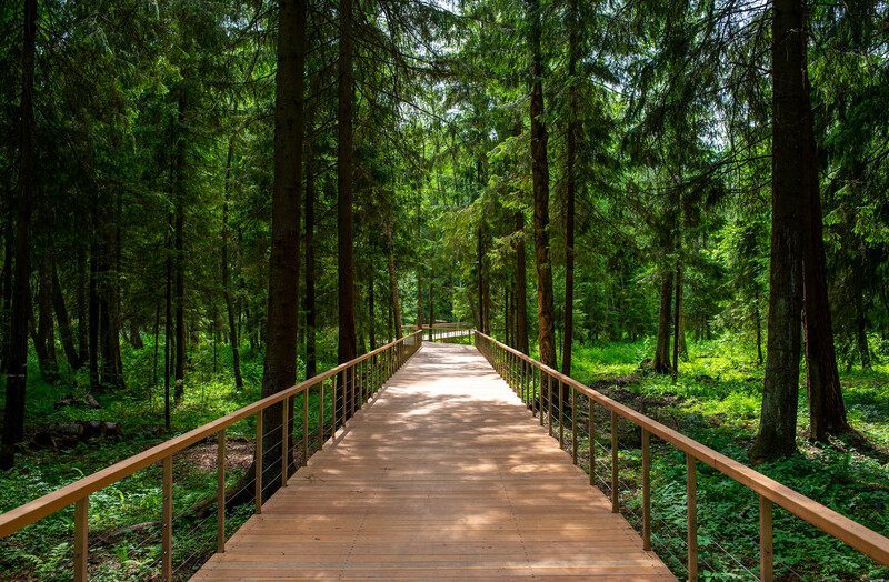 Масловский лес