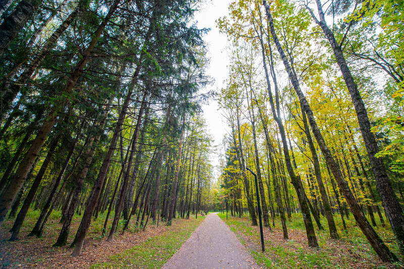 Лесопарк Супонево