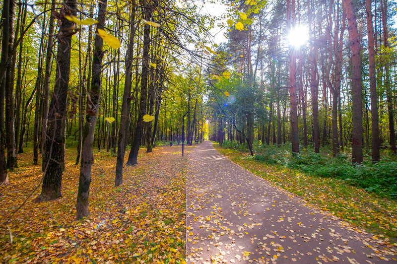 Лесопарк Супонево