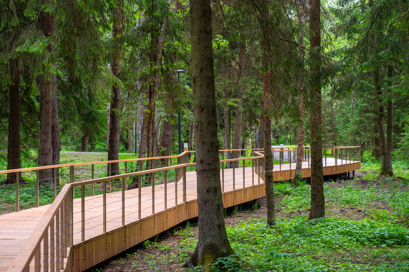 Масловский лес