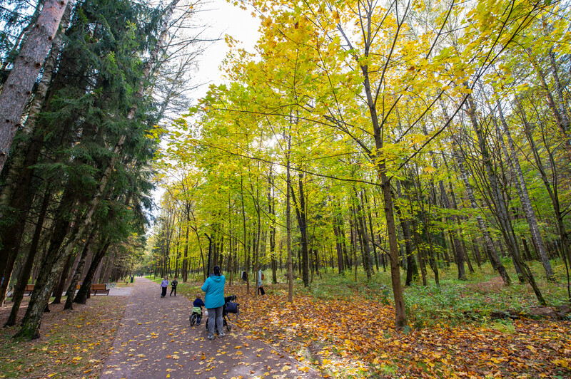 Лесопарк Супонево