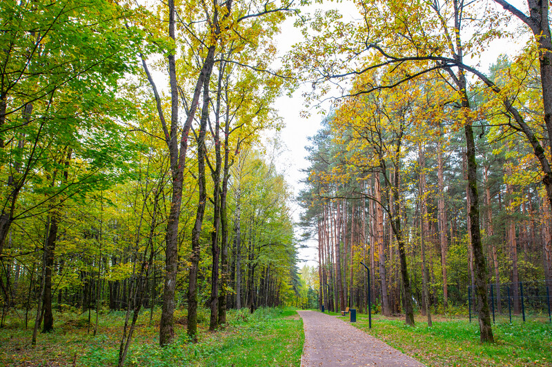 Лесопарк Супонево