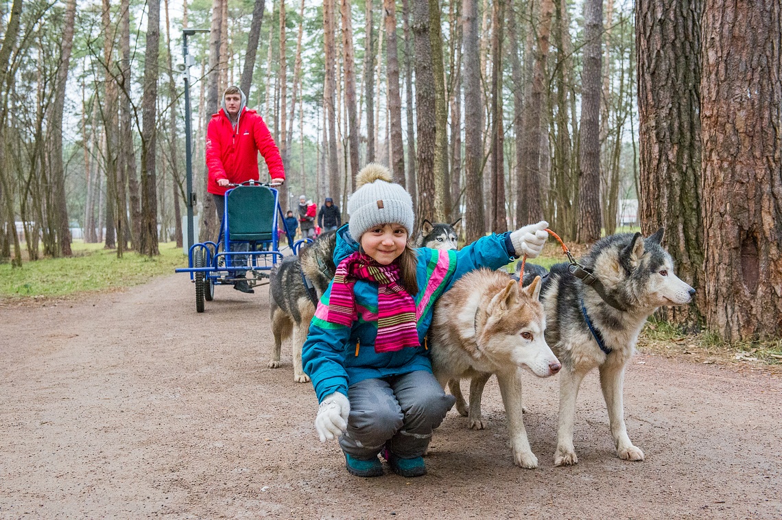 Упряжка ездовых хаски