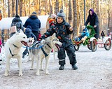Сани с хаски