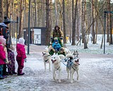 Катание на санях с хаски