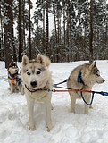 Самый милые и классные собаки будут ждать вас каждые выходные с 12:00 до 17:00 в парке Раздолье